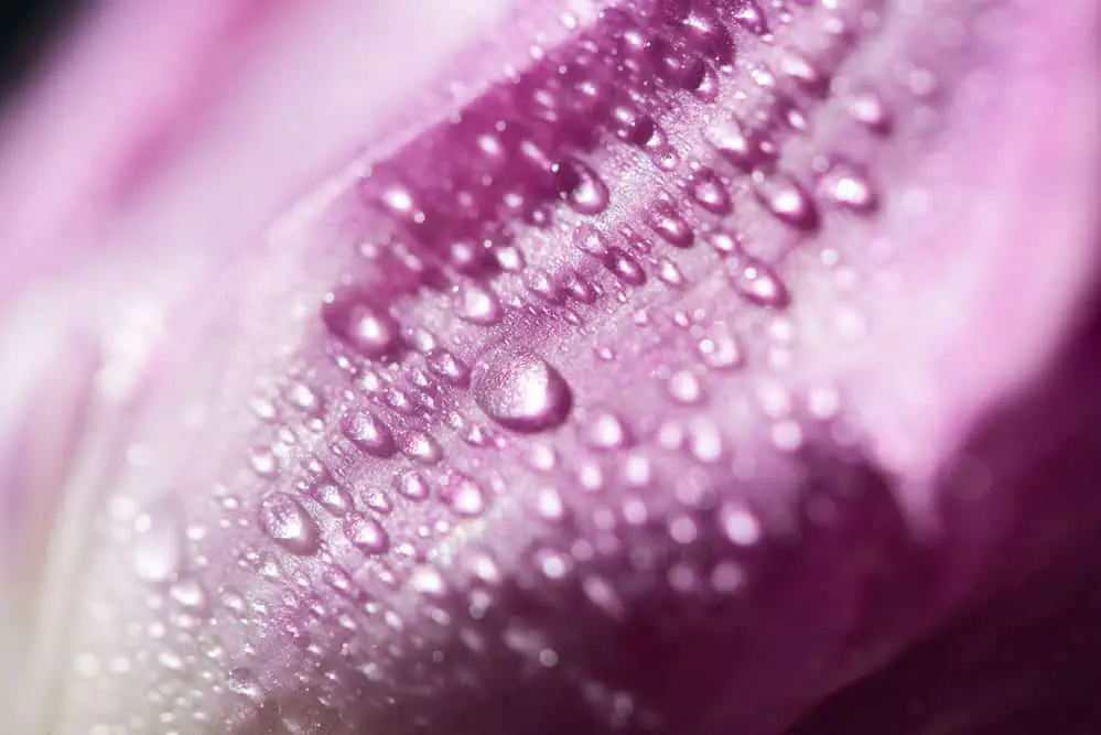eau-florale-rose-hydrolat-bienfaits