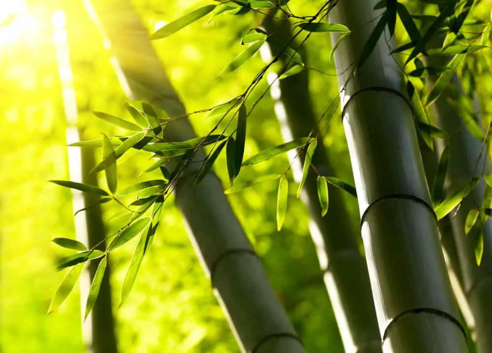 poudre de bambou bienfaits